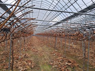 정이오가네농원님의 포도 · 자유게시판 작성글 사진