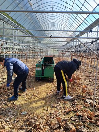 정이오가네농원님의 포도 · 자유게시판 작성글 사진