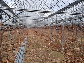 정이오가네농원님의 포도 · 자유게시판 작성글 사진