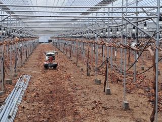 정이오가네농원님의 포도 · 자유게시판 작성글 사진