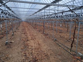 정이오가네농원님의 포도 · 자유게시판 작성글 사진