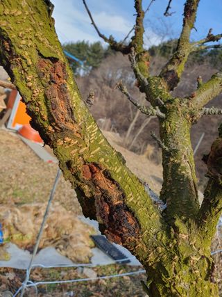 엘림농장님의 감 · 병해충상담 작성글 사진