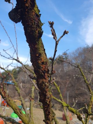 엘림농장님의 감 · 병해충상담 작성글 사진