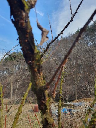 엘림농장님의 감 · 병해충상담 작성글 사진
