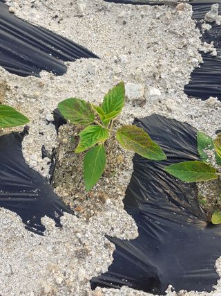 왕초보농님의 참깨 · 병해충상담 작성글 사진