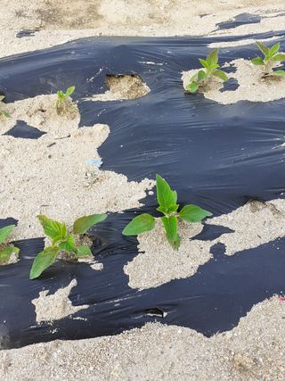 왕초보농님의 참깨 · 병해충상담 작성글 사진