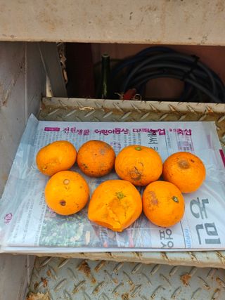 화성시김학주님의 매일매일 농사공부 · 자유게시판 작성글 사진