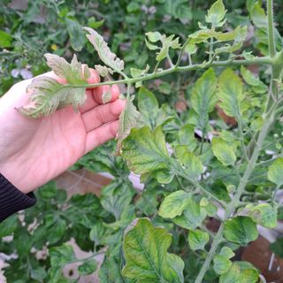 도토리무침님의 토마토 · 병해충상담 작성글 사진