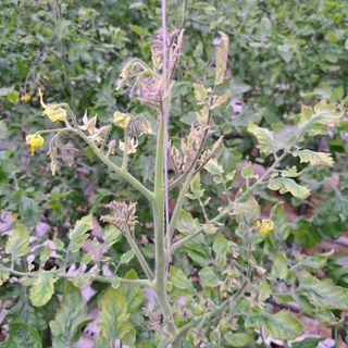 도토리무침님의 토마토 · 병해충상담 작성글 사진