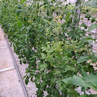 도토리무침님의 토마토 · 병해충상담 작성글 사진