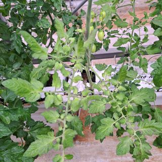 도토리무침님의 토마토 · 병해충상담 작성글 사진