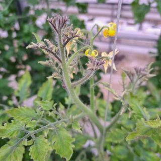 도토리무침님의 토마토 · 병해충상담 작성글 사진