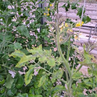 도토리무침님의 토마토 · 병해충상담 작성글 사진