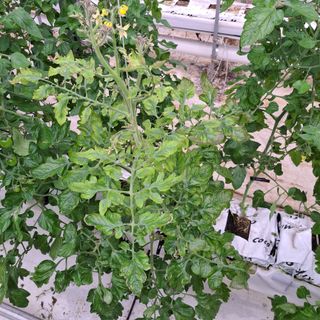 도토리무침님의 토마토 · 병해충상담 작성글 사진