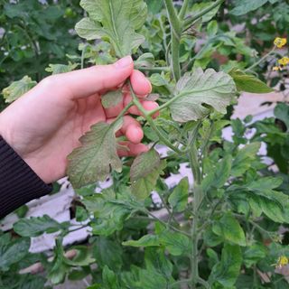 도토리무침님의 토마토 · 병해충상담 작성글 사진