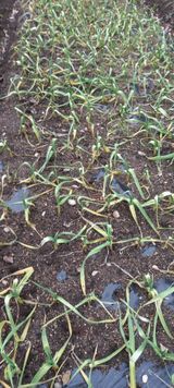 팜모닝 마늘·비료•농약 게시글 이미지