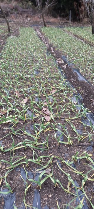 이용호님의 마늘 · 비료•농약 작성글 사진