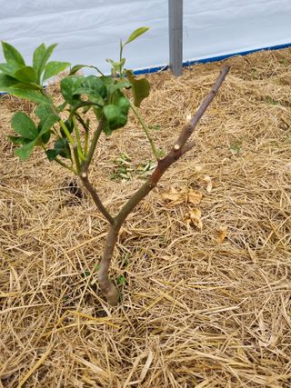 선선농원님의 기타작물 · 영농일지 작성글 사진