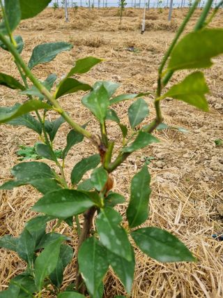 선선농원님의 기타작물 · 영농일지 작성글 사진