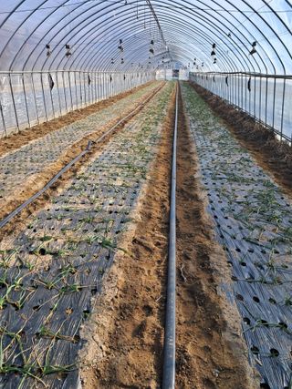 안홍열님의 마늘 · 일상 작성글 사진