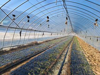 안홍열님의 마늘 · 일상 작성글 사진