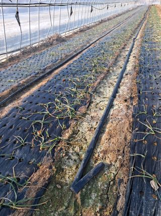 안홍열님의 마늘 · 일상 작성글 사진