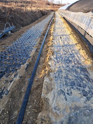 안홍열님의 마늘 · 일상 작성글 사진