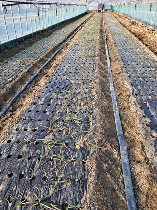 안홍열님의 마늘 · 일상 작성글 사진