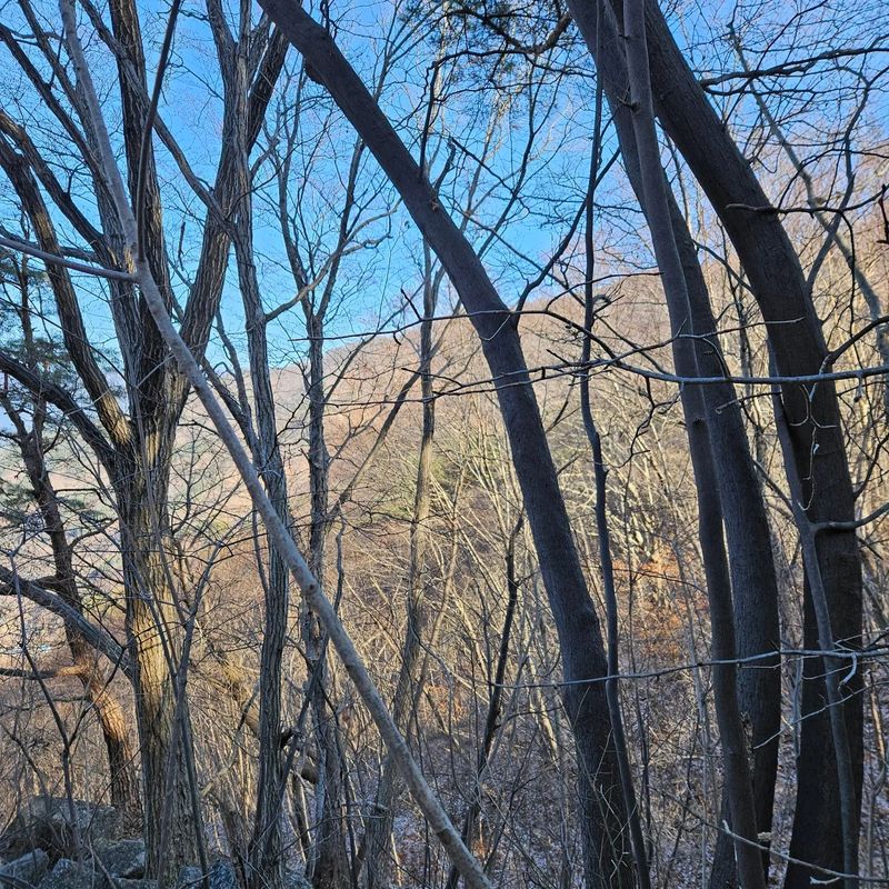 정완희 님의 장터 판매 상품 [고로쇠 ] 첨부 사진