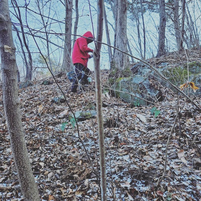 정완희 님의 장터 판매 상품 [고로쇠 ] 첨부 사진
