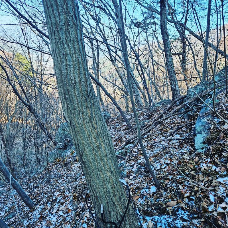 정완희 님의 장터 판매 상품 [고로쇠 ] 첨부 사진