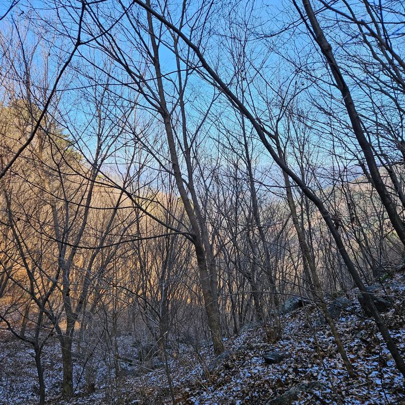 장터 상품 [고로쇠 ] 썸네일
