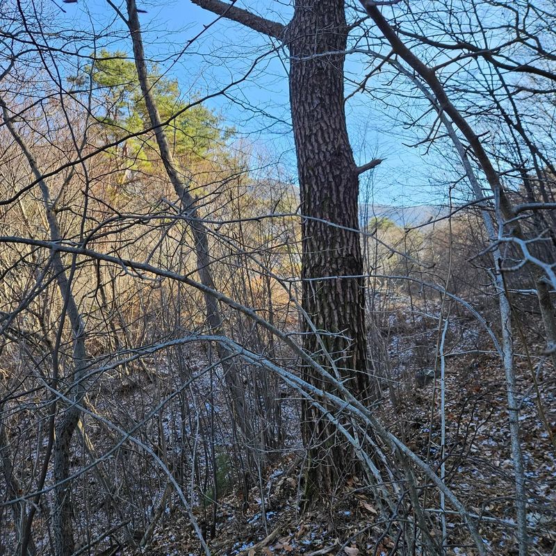 정완희 님의 장터 판매 상품 [고로쇠 ] 첨부 사진