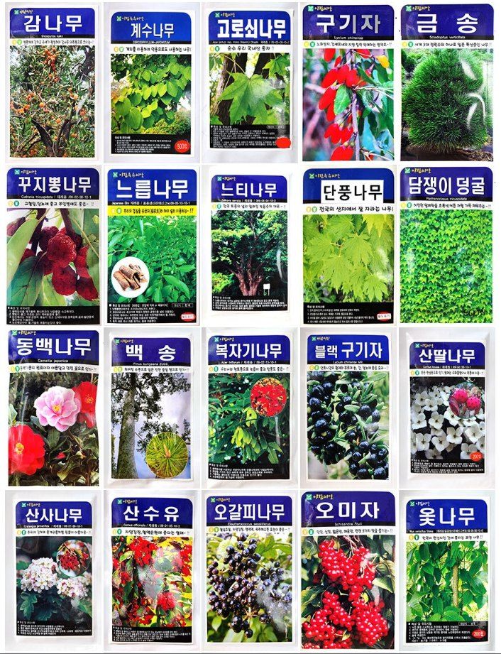 장터 상품 [26년 수목종자 모음 금송, 적송, 백송, 해송, 담쟁이덩쿨 ] 썸네일
