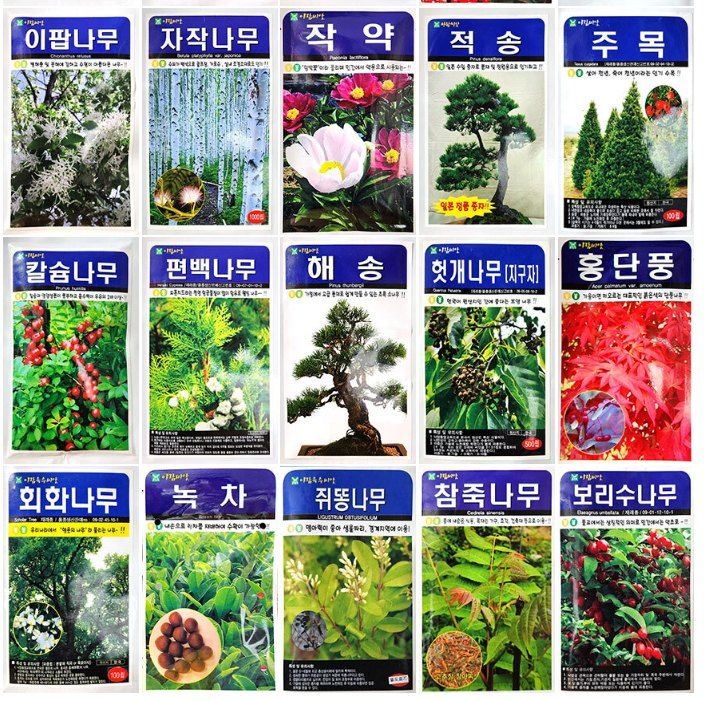 안산제일농약사님의 장터 판매 상품 [26년 수목종자 모음 금송, 적송, 백송, 해송, 담쟁이덩쿨 ] 첨부 사진