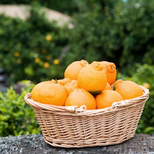 제주담은농장님의 장터 판매 상품 [제주담은농장 한라봉] 첨부 사진