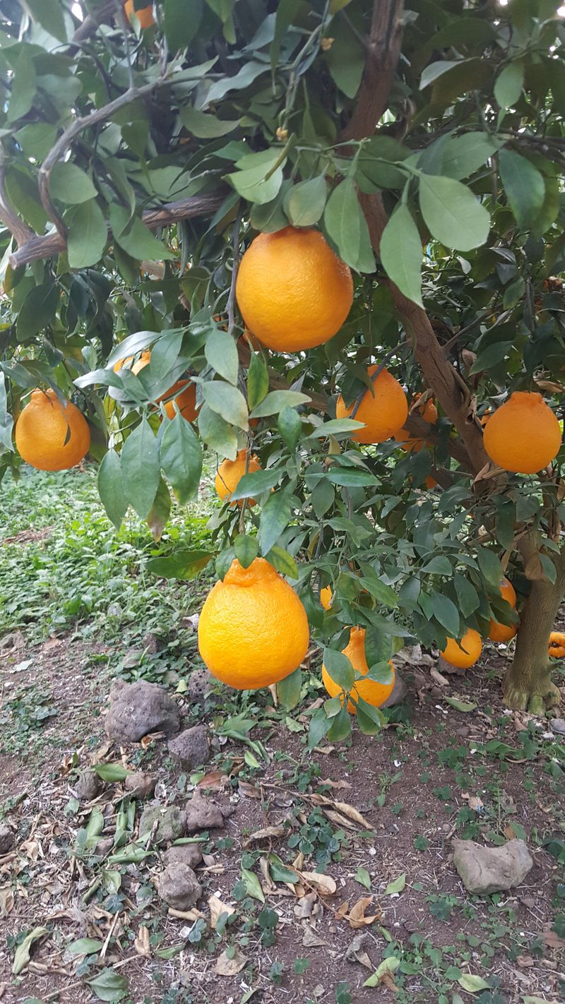 제주담은농장님의 장터 판매 상품 [제주담은농장 한라봉] 첨부 사진