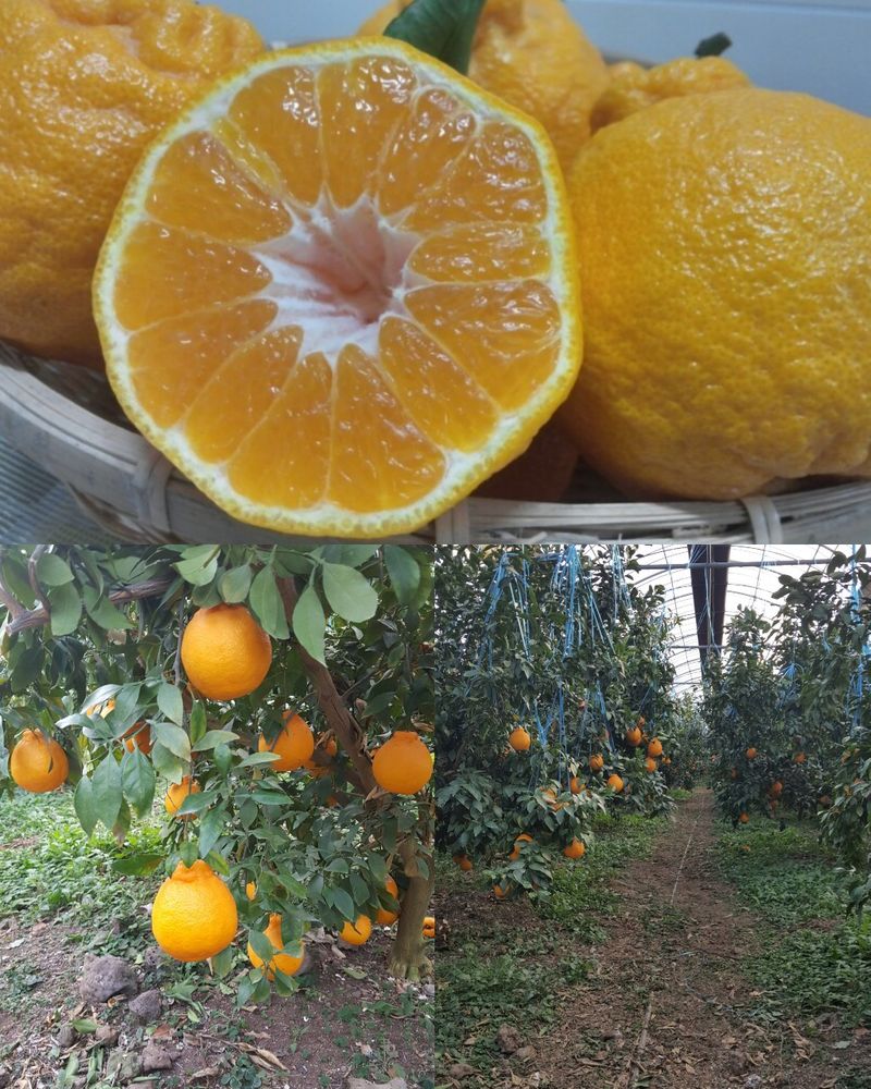 제주담은농장님의 장터 판매 상품 [제주담은농장 한라봉] 첨부 사진