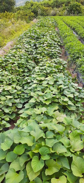 김영복님의 자유주제 · 자유게시판 작성글 사진