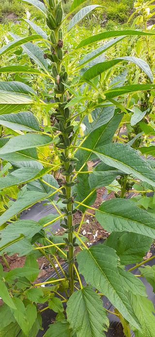 김영복님의 자유주제 · 자유게시판 작성글 사진