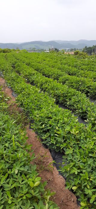 김영복님의 자유주제 · 자유게시판 작성글 사진