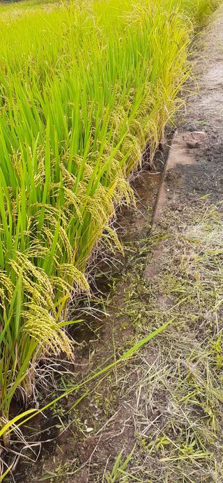 김영복님의 자유주제 · 자유게시판 작성글 사진