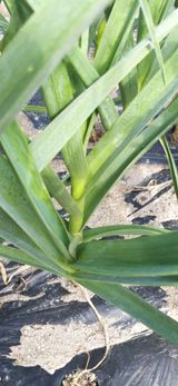 팜모닝 내가 아는 최고의 농부는?·참여글 게시글 이미지