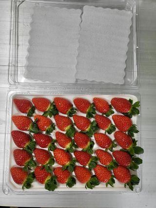 담양 딸기청년농님의 딸기 · 일상 작성글 사진