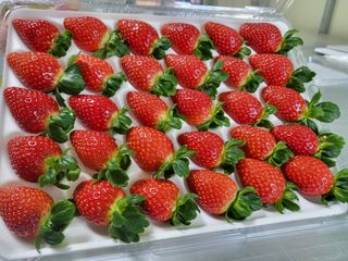 담양 딸기청년농님의 딸기 · 일상 작성글 사진