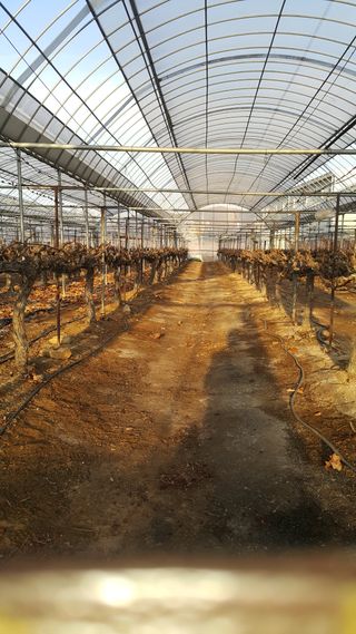 승진포도원님의 포도 · 영농일지 작성글 사진