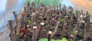 정오농장님의 자유주제 · 자유게시판 작성글 사진