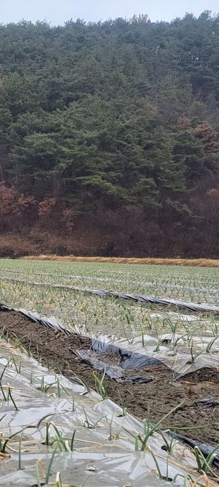 농사꾼 단비님의 자유주제 · 자유게시판 작성글 사진