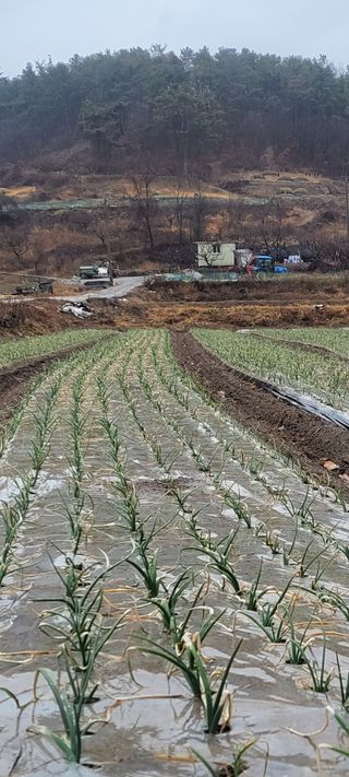 농사꾼 단비님의 자유주제 · 자유게시판 작성글 사진