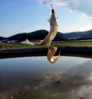 농사꾼 단비님의 자유주제 · 자유게시판 작성글 사진